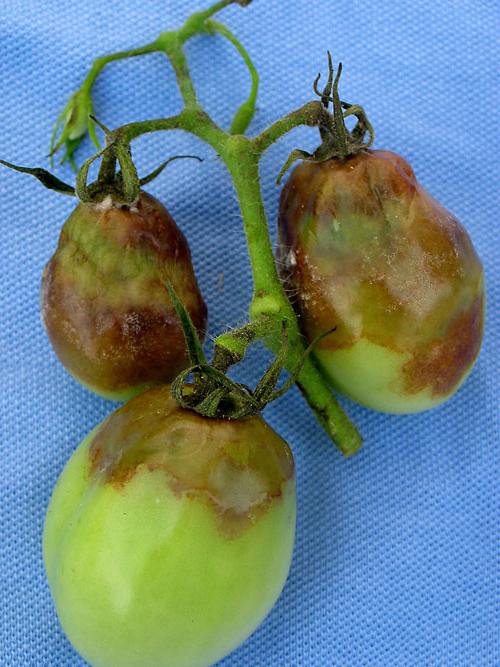 late blight on tomatoes how to fight