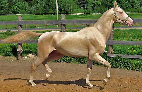 ахалтекинская лошадь изабелловой масти