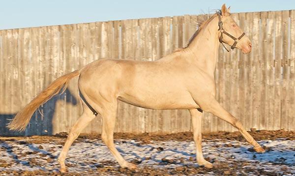 ахалтекинская лошадь цена