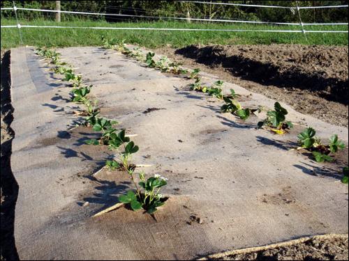 how to plant strawberries photo