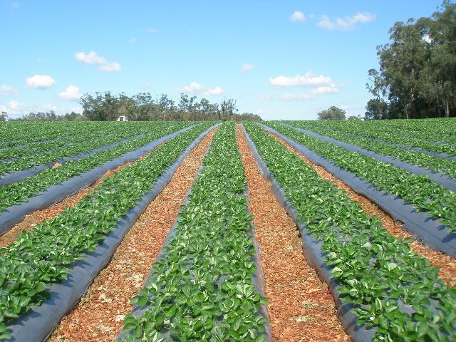 how beautiful to plant strawberries