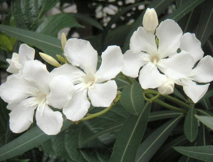 oleander growing