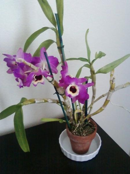 орхидеи как ухаживать дендробиум 