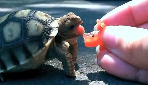 what land tortoises eat