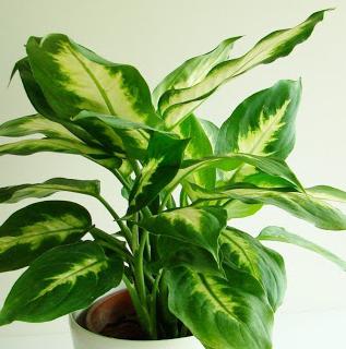 aglaonema home care