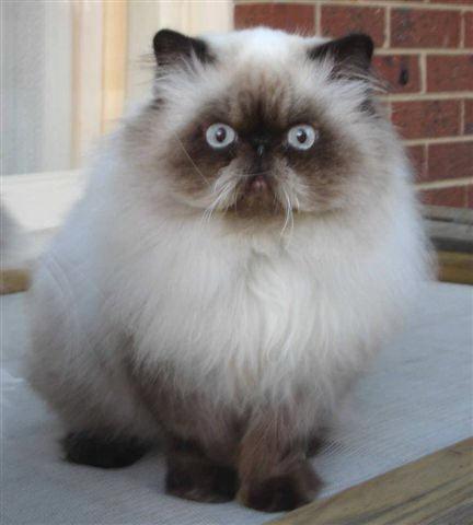 cat persian color point