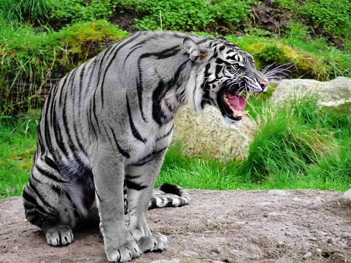 мальтийский тигр
