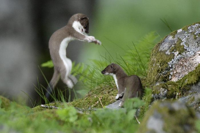 ermine tundra animals