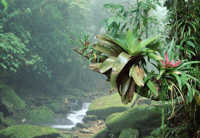 климат тропических лесов