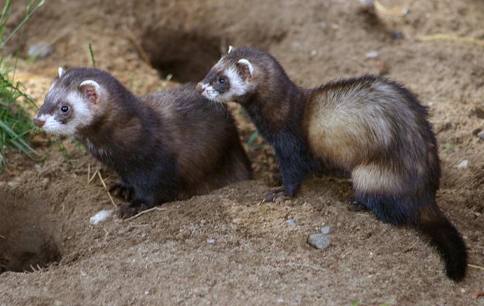 european mink description