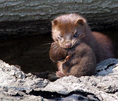 Caucasian European Mink