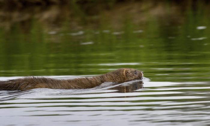 european mink red book