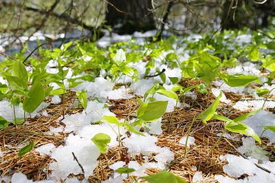 Analysis of the poem Feta First lily of the valley