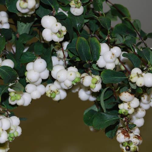 snow berry ornamental shrubs