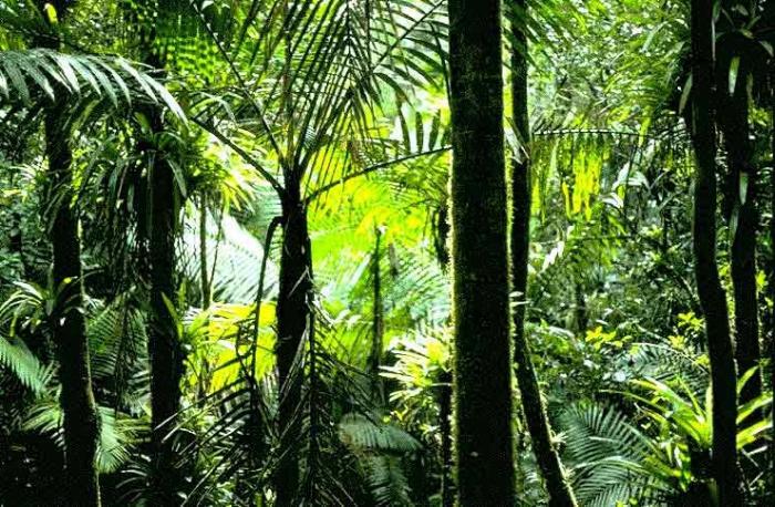 экваториальные леса
