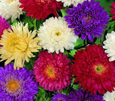 asters photo