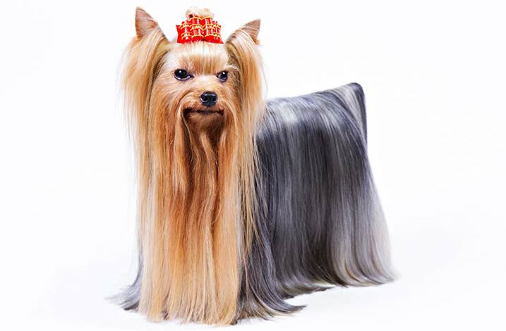 Yorkshire Terrier