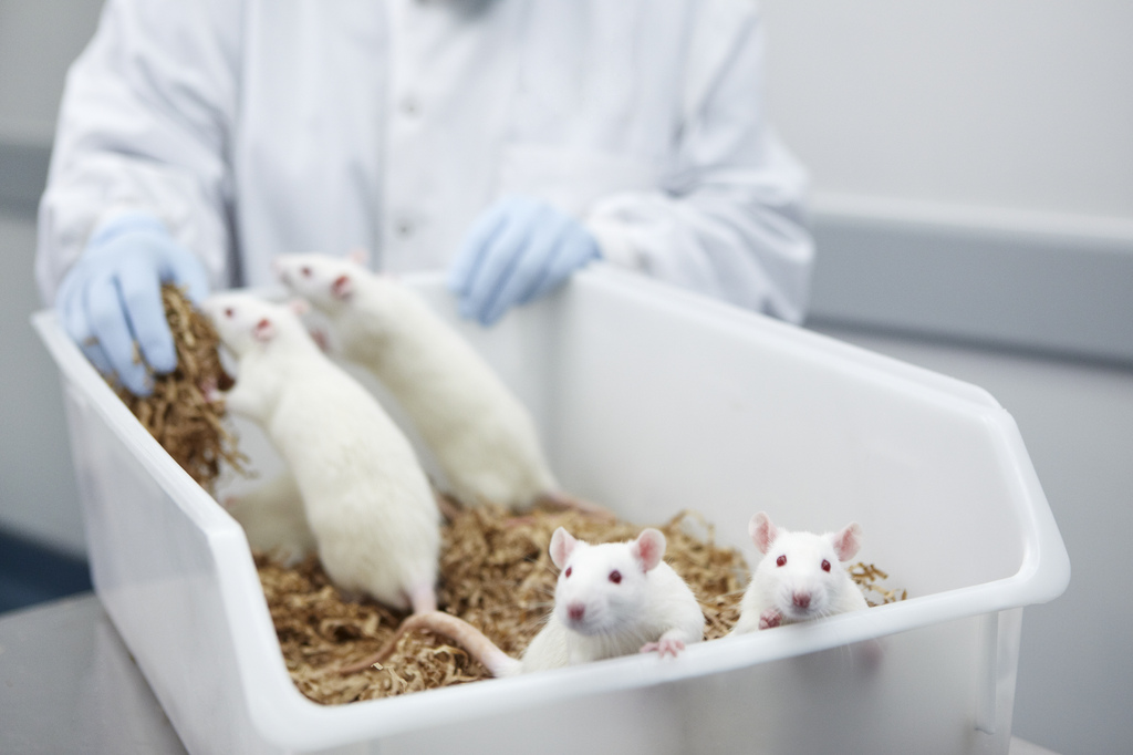 крысы в лаборатории