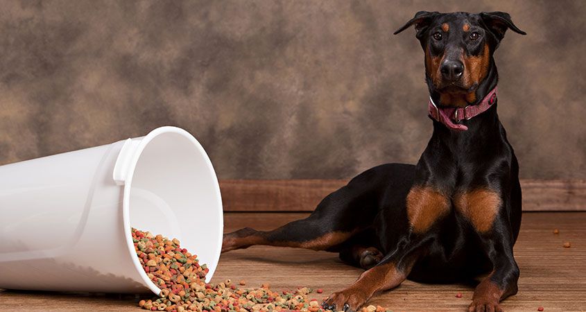 food for dogs of large breeds