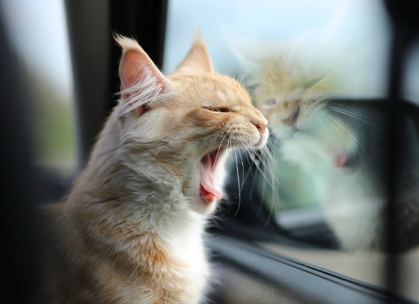 Cat in car