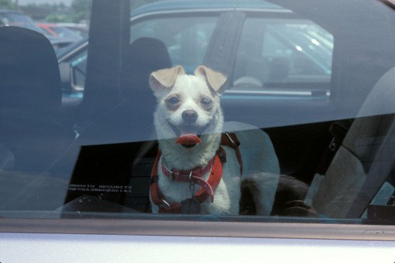 Dog in car