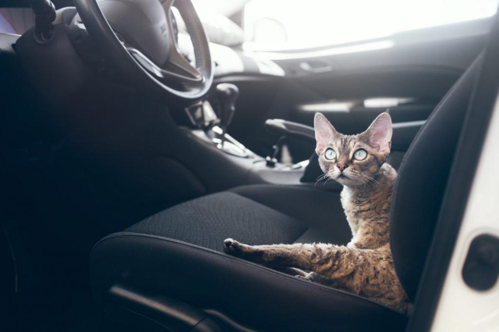 Cat in car