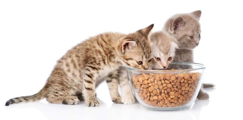 kittens eat