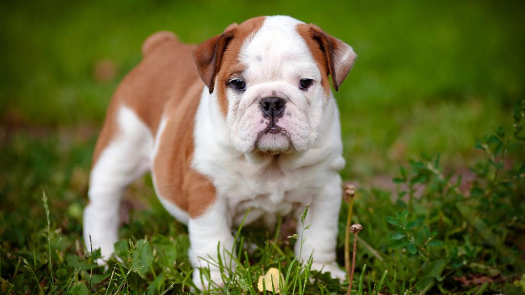 bulldog puppy