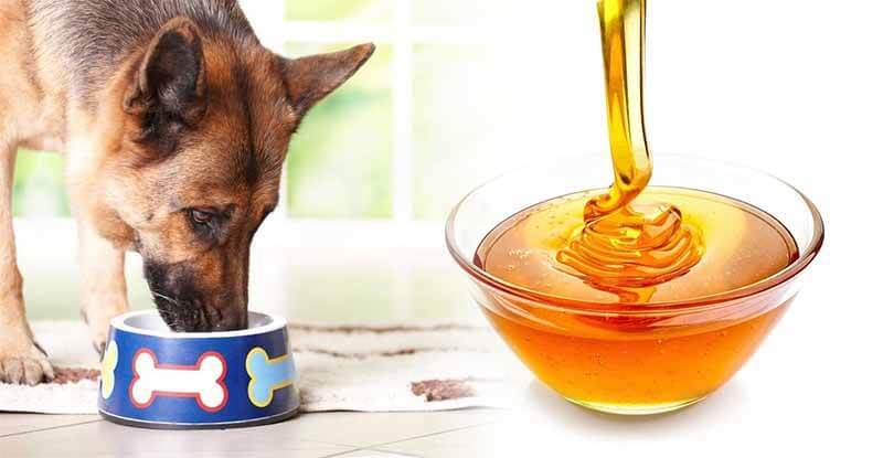 мед в рационе собаки