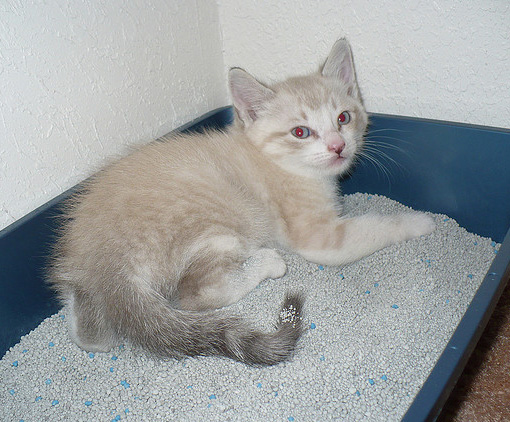 kitten in a tray