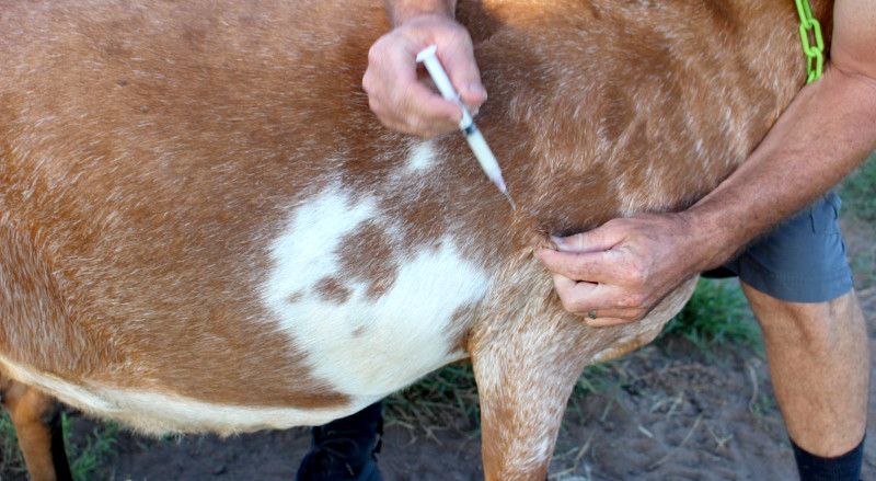 cattle treatment