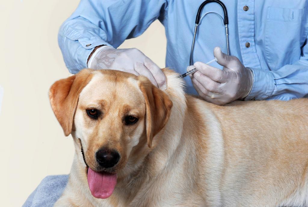 dog in vetclinic