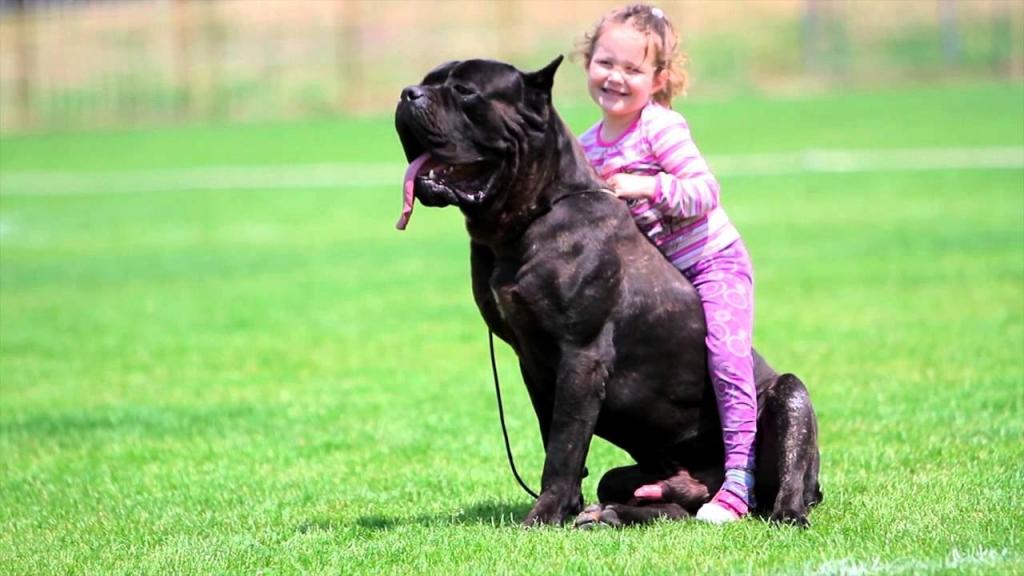 breed Cane Corso and children