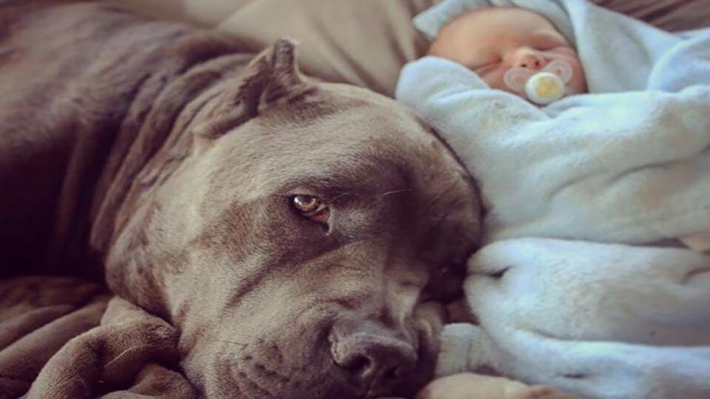 dog and newborn