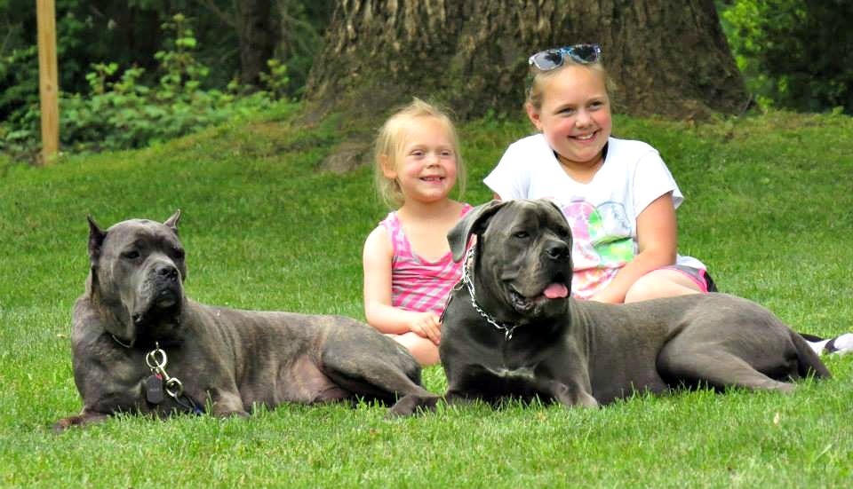 Cane Corso and two children