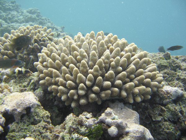 из чего делают коралловый кальций