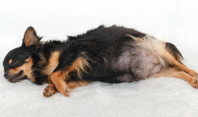 symptoms pyometers in dogs