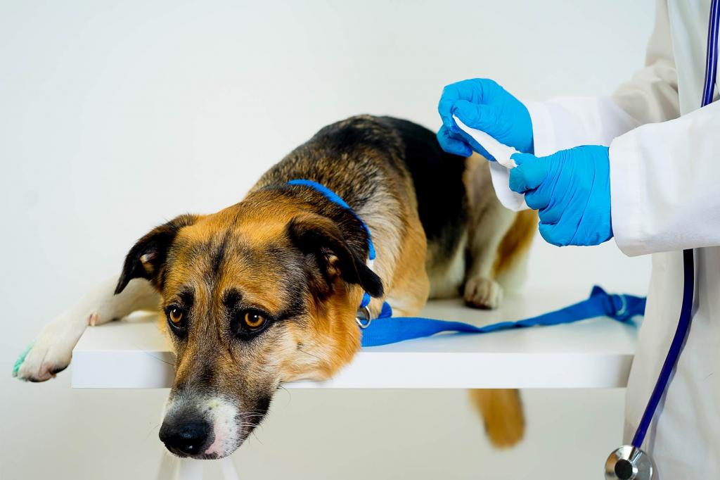 treatment of dogs in the hospital