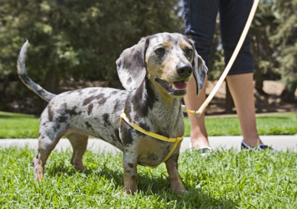 dog for a walk