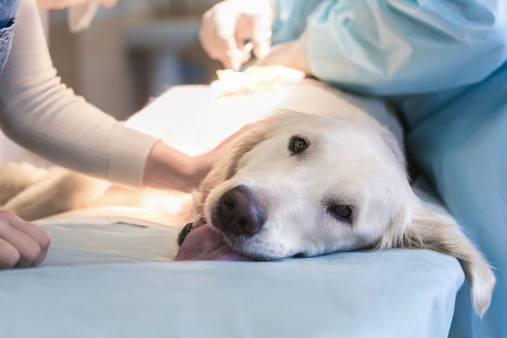 complications after sterilizing a dog