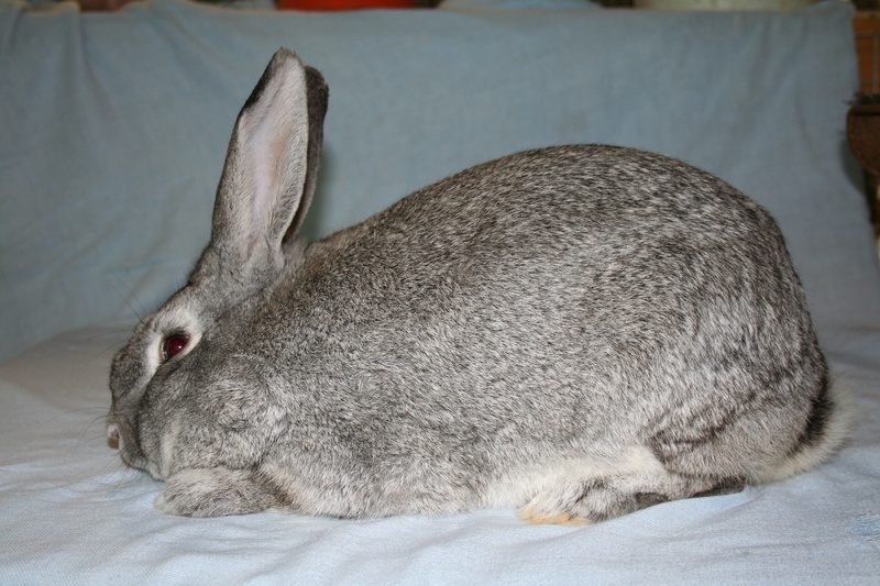 breed "Soviet chinchilla"