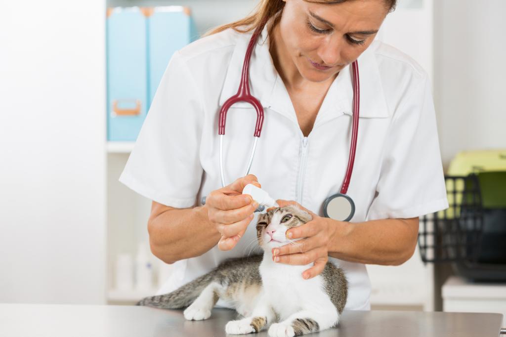 vet and cat