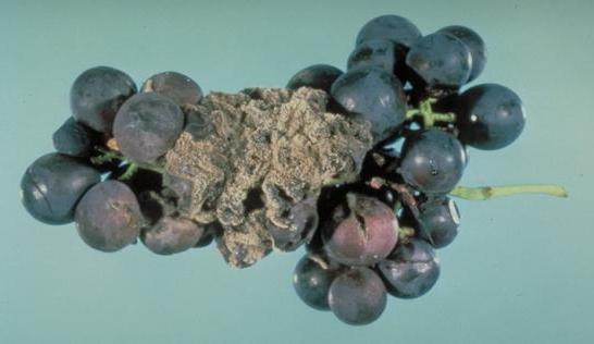 Болезни винограда с фотографиями