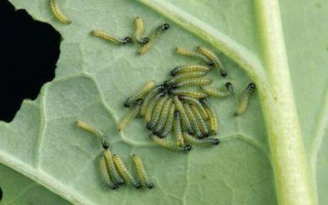 Гусеницы капустных бабочек - злостные вредители