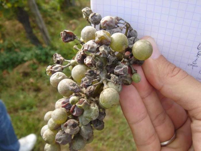 Oidium - Mushroom Grape Disease