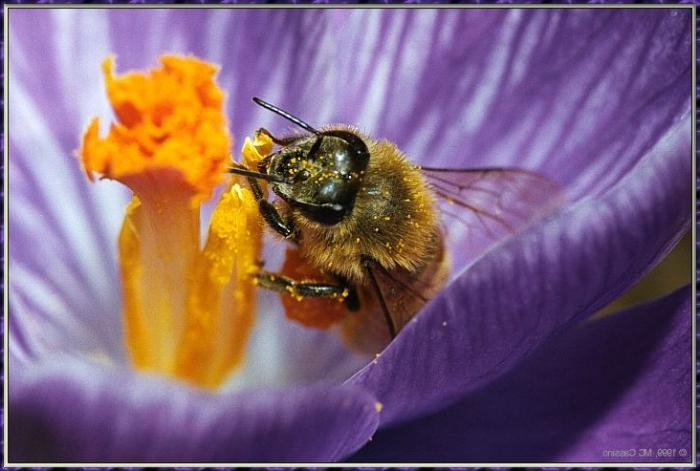 Сколько живет пчела 