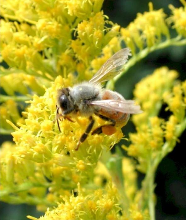 Сколько живет рабочая пчела. Живая пчела. Красивое фото про тружениц пчел. Когда появляются пчелы весной. Arilar.