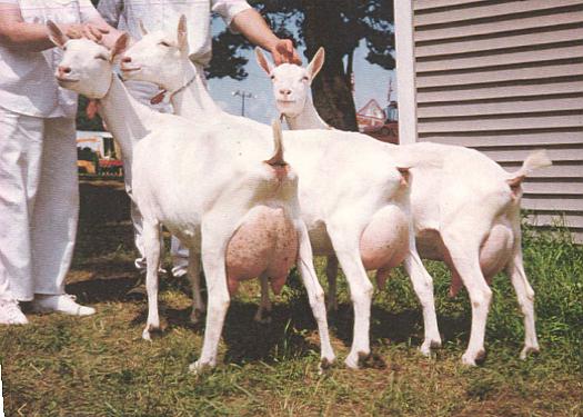 Породы молочных коз с фото