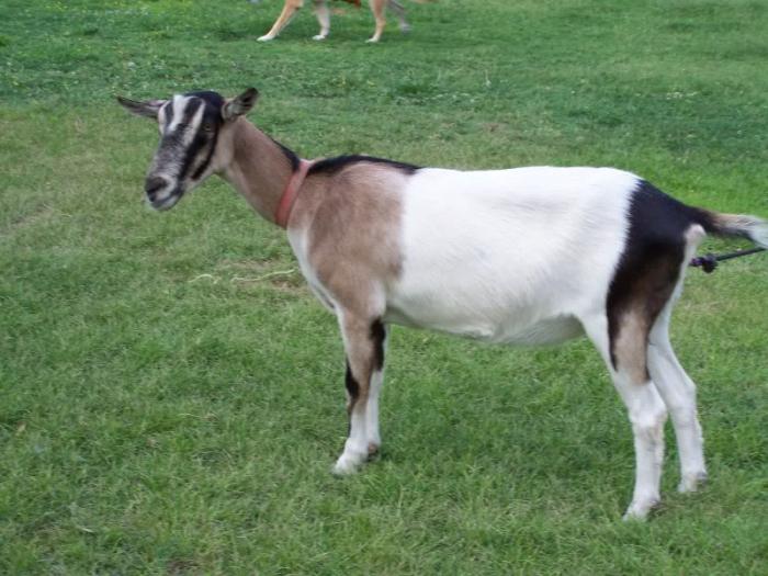 Альпийская коза фото и описание