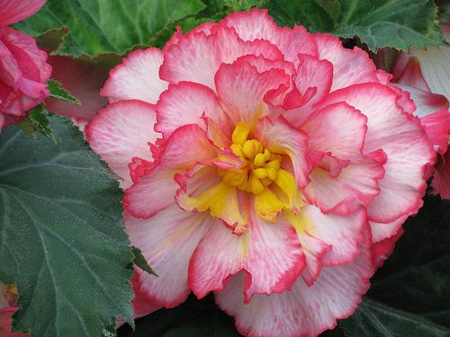 Tuberous semi-hybrid begonia